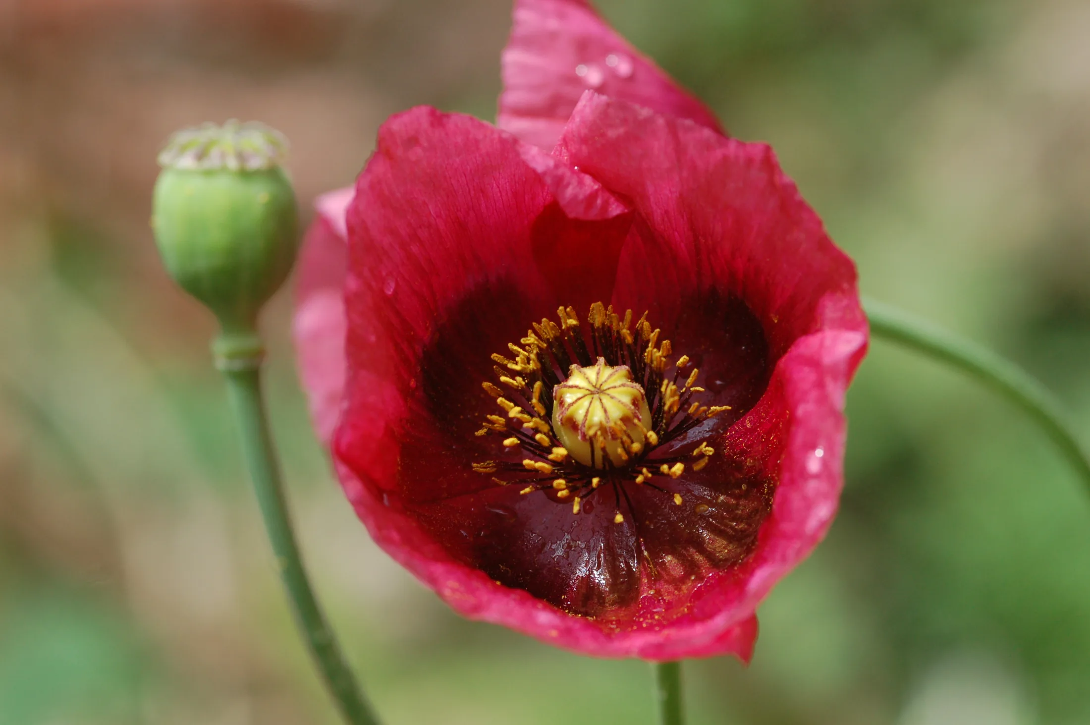 mohn bl8
